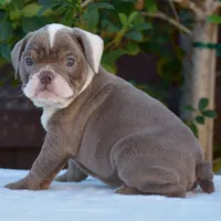 LILA, a female English Bulldog for sale in Dallas, TX – 7 of 7
