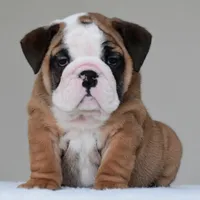Bubba, a male English Bulldog for sale in Dallas, TX – 4 of 10