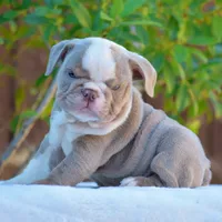 ROYCE, a male English Bulldog for sale in Dallas, TX – 9 of 10