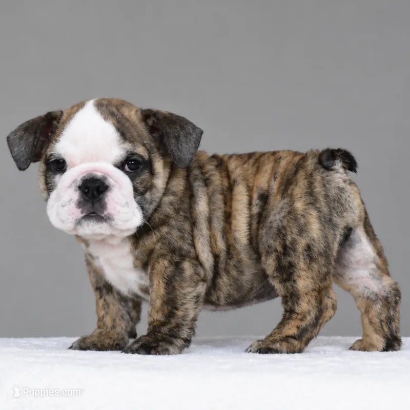Vico – English Bulldog puppy for sale in Dallas, TX