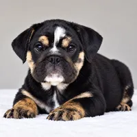 ZOE, a female English Bulldog for sale in Dallas, TX – 1 of 4