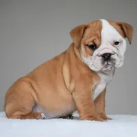 Dakota, a female English Bulldog for sale in Dallas, TX – 2 of 9