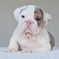 Adonis, a male English Bulldog for sale in Dallas, TX – 4 of 10
