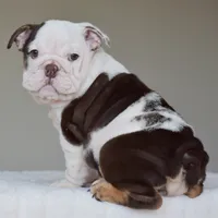 KIRA, a female English Bulldog for sale in Dallas, TX – 6 of 9