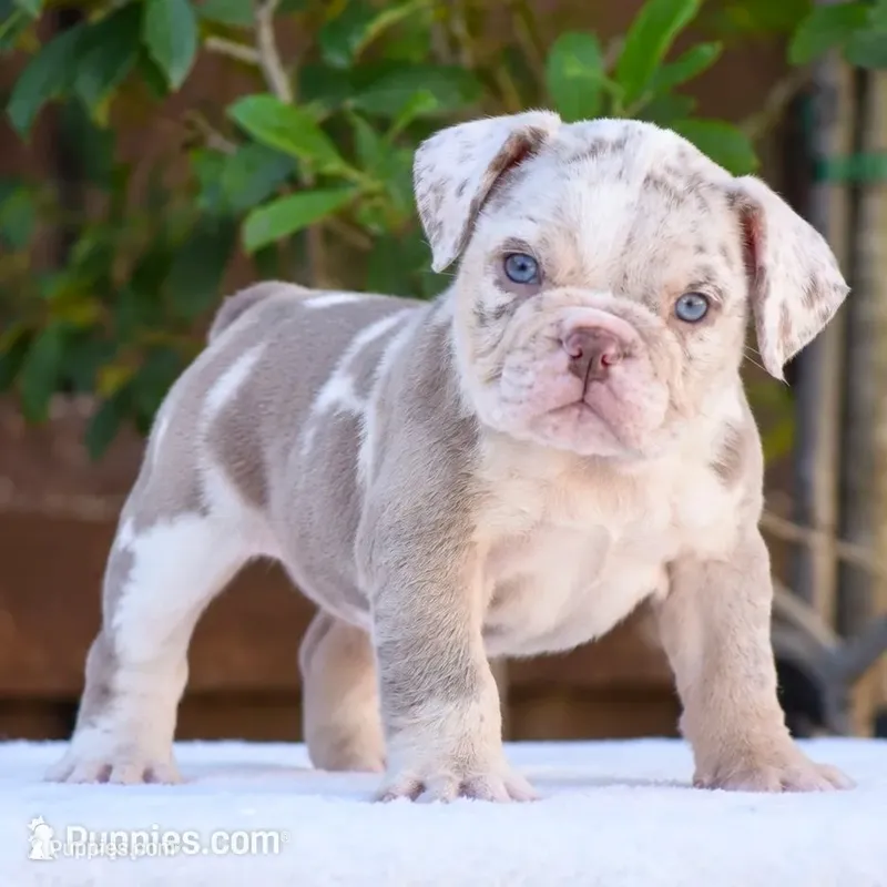 Mocha – English Bulldog puppy for sale in Dallas, TX