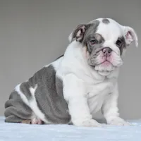 Nala, a female English Bulldog for sale in Dallas, TX – 2 of 8