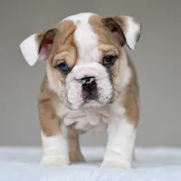 Vienna, a female English Bulldog for sale in Dallas, TX – 6 of 10