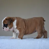 MIMI, a female English Bulldog for sale in Dallas, TX – 5 of 10