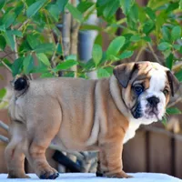 Mona, a female English Bulldog for sale in Dallas, TX – 8 of 10