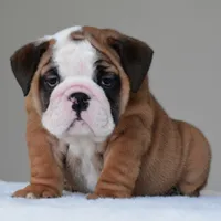 Bubba, a male English Bulldog for sale in Dallas, TX – 8 of 10