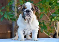 Malia, a female English Bulldog for sale in Dallas, TX – 7 of 9