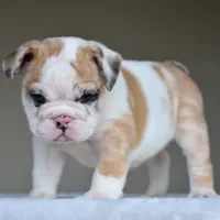 Mila, a female English Bulldog for sale in Dallas, TX – 8 of 9