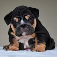 Nova, a female English Bulldog for sale in Dallas, TX – 8 of 9