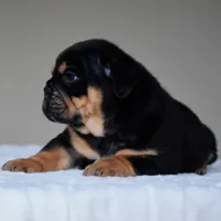 Ciro, a male English Bulldog for sale in Dallas, TX – 4 of 10