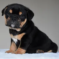 Ciro, a male English Bulldog for sale in Dallas, TX – 3 of 10