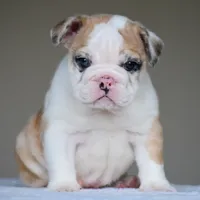 Mila, a female English Bulldog for sale in Dallas, TX – 3 of 9