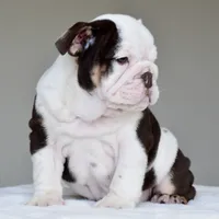 KIRA, a female English Bulldog for sale in Dallas, TX – 7 of 9