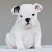 apollo, a male English Bulldog for sale in Dallas, TX – 4 of 9