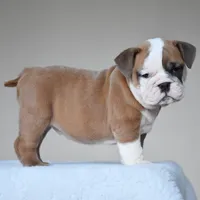 MIMI, a female English Bulldog for sale in Dallas, TX – 10 of 10