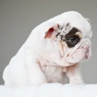 TRUFFLE, a female English Bulldog for sale in Dallas, TX – 2 of 7