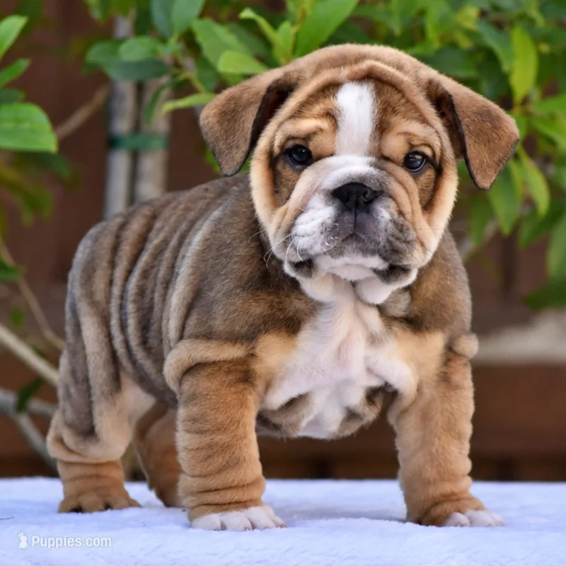Expresso – English Bulldog puppy for sale in Dallas, TX