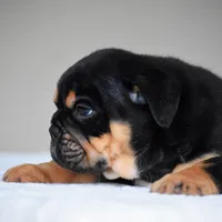 Ciro, a male English Bulldog for sale in Dallas, TX – 8 of 10