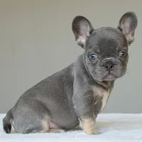 Ollie, a male French Bulldog for sale in Dallas, TX – Photo 6 of 7