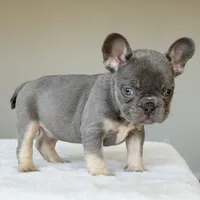 Ollie, a male French Bulldog for sale in Dallas, TX – Photo 4 of 7