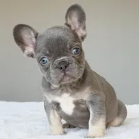 Ollie, a male French Bulldog for sale in Dallas, TX – Photo 3 of 7