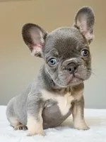 Ollie, a male French Bulldog for sale in Dallas, TX – Photo 2 of 7