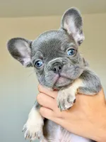 Ollie, a male French Bulldog for sale in Dallas, TX – Photo 5 of 7