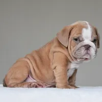 Simon, a male English Bulldog for sale in Dallas, TX – 8 of 10