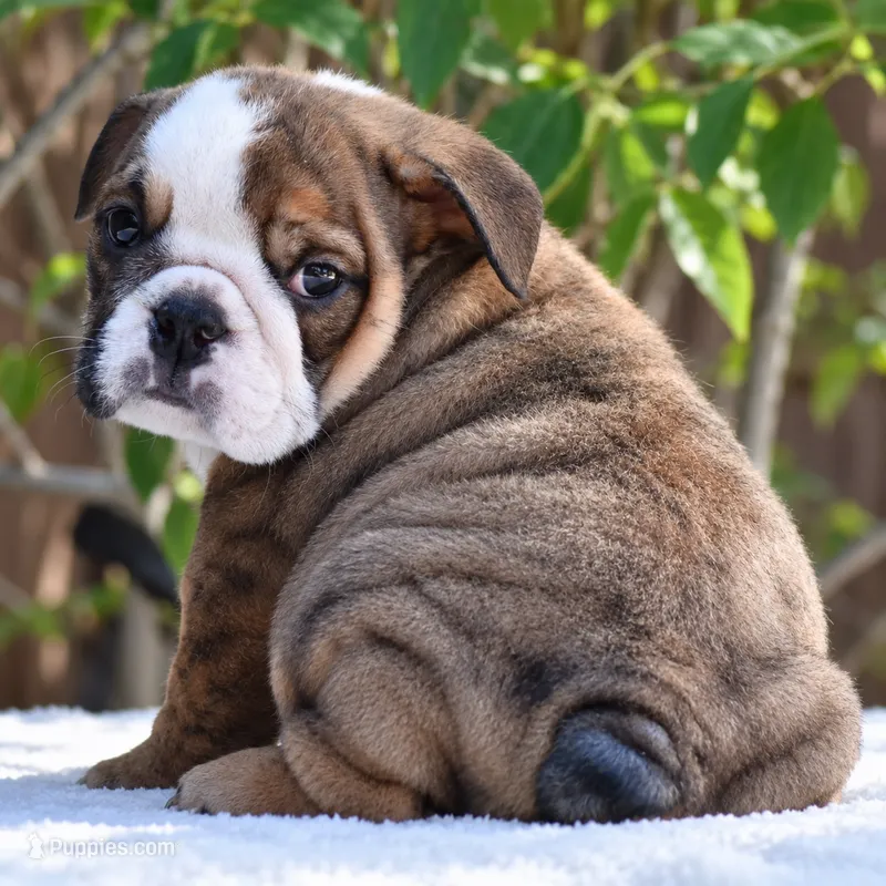 Sofi – English Bulldog puppy for sale in Dallas, TX