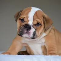 Zoe, a female English Bulldog for sale in Dallas, TX – 7 of 10