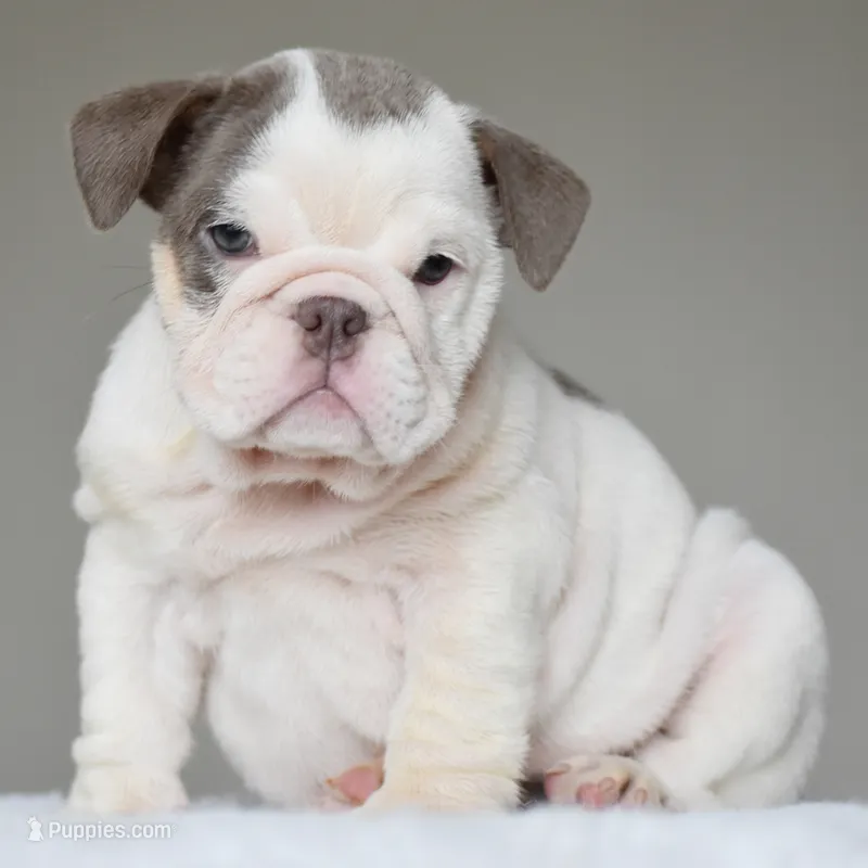 Linda – English Bulldog puppy for sale in Dallas, TX