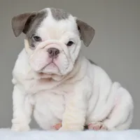 Linda, a female English Bulldog for sale in Dallas, TX – 4 of 10