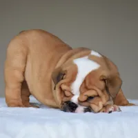 Zoe, a female English Bulldog for sale in Dallas, TX – 10 of 10