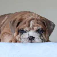 Louis, a male English Bulldog for sale in Dallas, TX – Photo 3 of 10