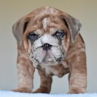 Louis, a male English Bulldog for sale in Dallas, TX – Photo 4 of 10