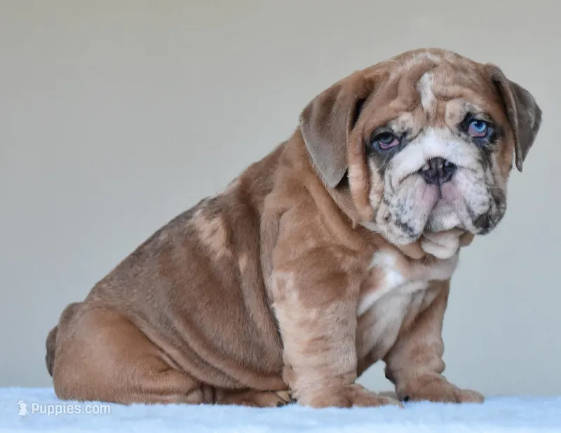 Louis – English Bulldog puppy for sale in Dallas, TX