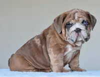 Louis, a male English Bulldog for sale in Dallas, TX – Photo 1 of 10