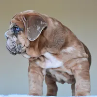 Louis, a male English Bulldog for sale in Dallas, TX – Photo 5 of 10