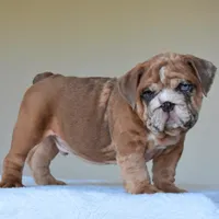 Louis, a male English Bulldog for sale in Dallas, TX – Photo 9 of 10