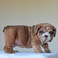 Louis, a male English Bulldog for sale in Dallas, TX – Photo 8 of 10