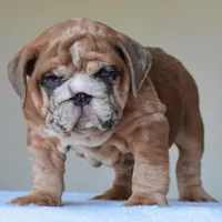 Louis, a male English Bulldog for sale in Dallas, TX – Photo 6 of 10