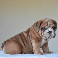 Louis, a male English Bulldog for sale in Dallas, TX – Photo 2 of 10