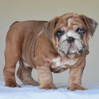 Louis, a male English Bulldog for sale in Dallas, TX – Photo 10 of 10