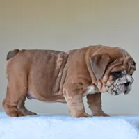 Louis, a male English Bulldog for sale in Dallas, TX – Photo 7 of 10