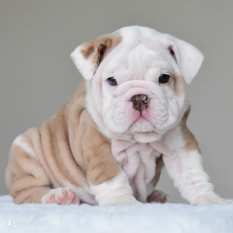 Sasha – English Bulldog puppy for sale in Dallas, TX