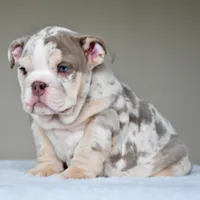 Lola, a female English Bulldog for sale in Dallas, TX – Photo 6 of 10